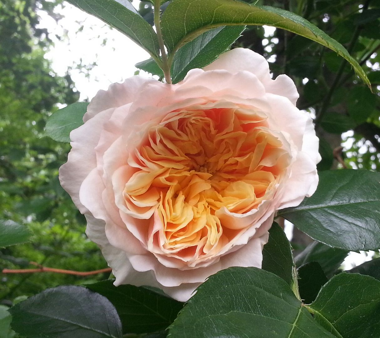  photo 20140615_112127-1_zpsyuovh5pf.jpg